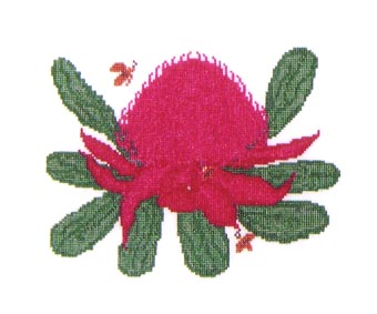 Waratah (cross stitch)
